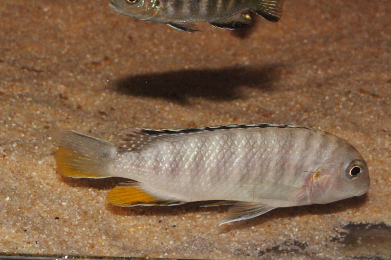Tropheops sp. 'red fin' Usisya
